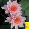 Rizoma Bloque de Raíz de Lirio Acuático Hidropónico Flor de Cuatro Estaciones Estanque de Agua de Estanque Acuático Loto Loto con Capullos Planta Perenne