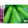 Sementes de Abobrinha Verde da Geração Z. Agricultores em Campos de Vegetais Cultivam Sementes de Abobrinha Híbrida Crocante, Macia e Grossa de Maturação Precoce