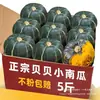 La calabaza para bebé es suave y fresca con sabor a castaña, calabaza pequeña con sabor a castaña, calabaza vieja japonesa, adecuada para bebés y mujeres embarazadas, suave y masticable, disponible al por mayor