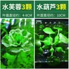 Paisajismo para Tanque de Tortugas, Plantas Verdes para Tanque de Tortugas, Plantas Acuáticas, Lechuga de Agua en Cultivo de Agua, Especial para Eliminar el Amarilleamiento, Desodorizar y Purificar el Agua para el Cuidado de Tortugas