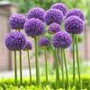 Sementes de Centáurea Perene no Atacado de Várias Regiões, Sementes de Dianthus Multicolores, Flores Medicinais, Flores de Trigo Gigantes, Sementes para Jardinagem