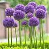 180 Variedades de Sementes de Flores Não Repetitivas, Fáceis de Cultivar em Todas as Estações, Podem Afastar Mosquitos, Adequadas para Varandas Internas e Externas, Distribuição Transfronteiriça