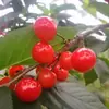Plántulas de Cerezo Imperial Rojo de Una Pieza para Envío Directo, para Plantar en Jardines en el Norte y el Sur, Plántulas de Cerezo Frutal Injertadas Extra Grandes Resistentes al Frío