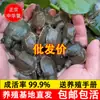 100 Filhotes de Tartaruga Pequena Vivos Atacado para Piscicultura ao Ar Livre, Filhotes de Tartaruga, Filhotes Aquáticos, Filhotes de Tartaruga de Casco Mole Chinês, Ração para Aruanã