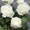 Mudas de Rosas no Atacado com Raízes Velhas, Florescendo em Todas as Estações, Rosas de Vaso Perfumadas de Flores Grandes, Flores Ornamentais Importadas