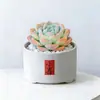 Conjunto fofo de plantas de interior para mesa para jardim de infância, fácil de cultivar e cuidar, pequenas plantas em vasos