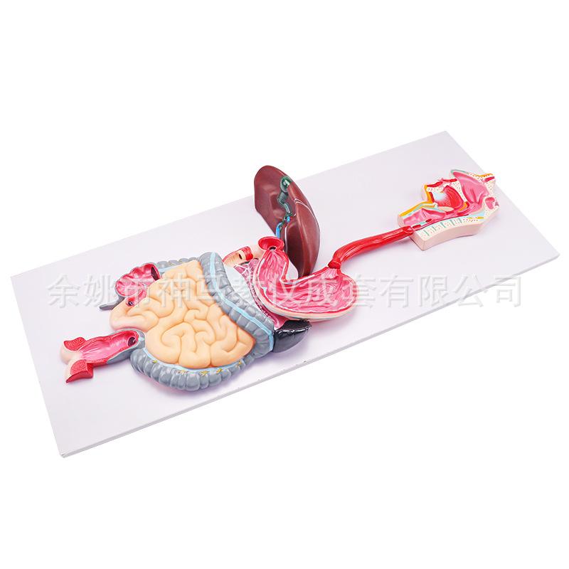 人体消化系统模型-4