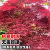 Plántulas de Arce de Hoja de Arce con Injertos de Arce Rojo, Adecuadas para Plantar Tanto en Regiones del Norte como del Sur, Plántulas Grandes, Resistentes al Frío, Adecuadas para Macetas en el Patio, Árboles de Paisajismo Nativo para Exteriores