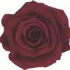 Caja de Joyería Cuadrada de Flores Eternas, Caja para Anillo Flor de Rosa de Cristal, Regalo de Boda San Valentín con Flores Secas, Accesorios de Decoración para Puesto