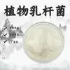 Lactobacillus plantarum, bacterias del ácido láctico liofilizadas, ingrediente para suplemento alimenticio de grado alimenticio, polvo probiótico, bebida sólida, en stock