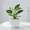 Platina Diamante Vaso Planta Verde Planta de Interior Mesa Fácil de Cuidar Jiboia Hidropônico Purificar Ar Sempre Verde Todas as Estações