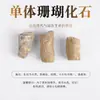 Fósseis Paleontológicos Autênticos Naturais, Fósseis de Trilobitas Dinossauros, Corais de Espuma, Amonites, Ornamentos Decorativos de Coleção