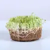 Planta de Grama Moeda de Cobre Premium em Vaso para Hidroponia e Cultivo em Solo, Vaso Especial com Folhas para Mudas, Plantas de Tocos Velhos, Brotos de Raiz, Plantas Perenes de Folhas Grandes