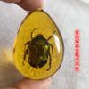 Colgante de Ámbar con Espécimen de Insecto Real Ámbar Insecto Gota de Agua con Forma de Insecto Escorpión Mariposa Abeja Flor Ámbar Transmisión en Vivo Venta al por Mayor
