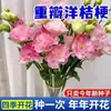 E-commerce Dropshipping de Sementes de Lisianthus para Uso Interno e Externo em Todas as Estações, Flores de Vaso Fáceis de Cultivar e Sementes de Flores Floríferas para Exterior
