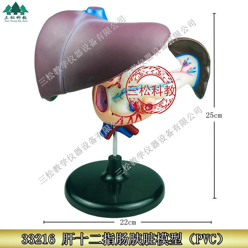 PVC肝、十二指肠模型主图_副本.jpg