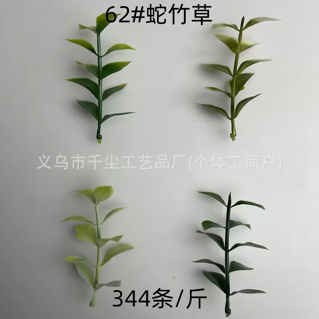 62#蛇竹草.jpg
