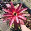 Piña Linda Colorida Piña Selva Tropical Tanque de Agua y Tierra Ecológico Plantas Acuáticas Terrario para Reptiles Paisajismo Plantas Epífitas de Uso Común
