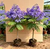 Mudas de Ipê-roxo, Mudas de Madeira de Fênix. Mudas Preciosas. Árvores Paisagísticas para Jardins e Comunidades, Árvores Verdes, Plantas em Vasos Paisagísticas