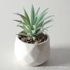 Suculenta Artificial Mini Planta Verde Grama Decoração de Mesa Escritório Vaso Planta Grama Planta Bonsai Pequeno Ornamento