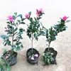 Planta Joven de Camelia para Té en Maceta con Capullos de Flor Perenne Todo el Año Resistente al Frío Fácil de Cultivar Patio Balcón Sala de Estar Interior Planta Verde Flores