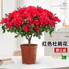 Planta de Azalea en Maceta con Capullos de Flor, Árbol Grande Maduro, Adecuada para Balcón Interior, Valiosa Planta con Flores