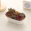 Plantas Suculentas para Interior Pacote Combinado de Plantas em Vasos Pequenos Material para Micro Paisagismo DIY Pacote para Atividades Manuais de Clube Festival Forma T