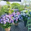 Plántulas de hortensia de verano sin fin en maceta, flores de floración de cuatro estaciones, plantas verdes, resistentes al frío, para interior, balcón, patio, flores de pila vieja