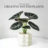 Lírio-do-calla Planta Verde Pequena para Mesa de Escritório Planta em Vaso para Interior Jardim de Infância Celebridade da Internet Calathea Estação de Trabalho Planta Fácil de Cuidar