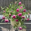 Plántulas de Rosa Gypsophila Ultra Finas, Plántulas de Rosas Florecientes, Florales de Maceta de Cuatro Estaciones, Plantas Trepadoras, Rosales y Plantas Verdes