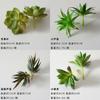 Suculentas Simuladas, Decoraciones de Plantas Verdes, Combinación de Mini Adornos de Cactus, Plantas Suculentas en Maceta, Bonsái al Por Mayor