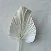 Atacado de Flores Secas e Flores Permanentes, Venda Quente Transfronteiriça Folha de Palmeira Leque Guanyin, Folha de Leque de Juncos, Mini Leque