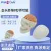 Pnt-1150B Calavera 8 Partes Cerebro Blando Cráneo Humano Modelo de Cerebro Desmontable Modelo de Calavera