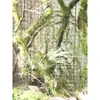 Enredaderas ramas ramitas higuera raíces aéreas trepadoras colocación musgo enredaderas muertas musgo artificial paisajismo estilo bosque colgante de pared decoración de arte floral