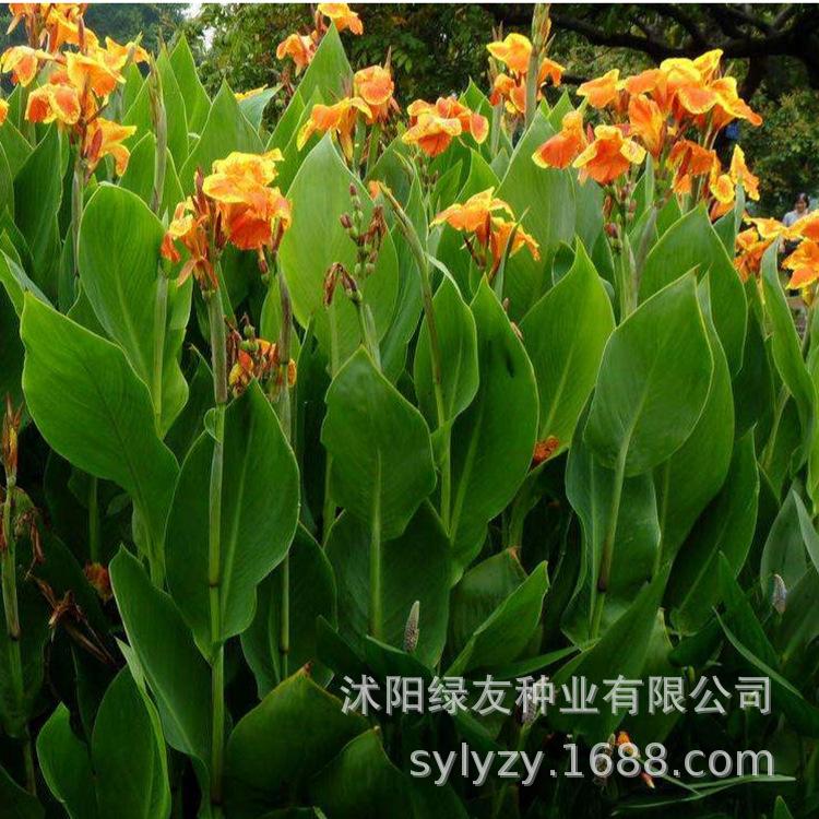 批发美人蕉种子 美人蕉 美人蕉球芽