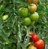 Clipes de Suporte para Plantas, Clipes de Fixação para Plantas, Clipes para Amarrar Trepadeiras, Clipes Verdes para Trepadeiras de Plantas, Tomates, Clipes Mágicos para Amarrar Tomates, Pimentões e Uvas