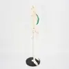 Suministro Modelo de Esqueleto Humano con Nervios 85cm Esqueleto Pecho Verde Espécimen Humano Modelo Médico