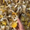 Venta al por mayor de Champiñones de la Cantarela Nuevos de Yunnan, Amarillo Grasa de Pollo, 1 Libra por Bolsa, Descuento por Cantidad Grande, Secos de Alta Calidad, Soporta Dropshipping