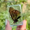 Espécime de borboleta real espécime de inseto cola de cristal resina transparente ornamentos pequenos criativos jardim de infância atrações turísticas venda quente