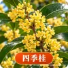 Plántula de Osmanthus en Maceta Osmanthus Dorado Osmanthus de Cuatro Estaciones Tipo Flores de Fragancia Rica Interior Exterior Patio Balcón Siembra en Suelo Fácil de Cultivar Plantas Verdes