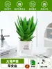 Ciudad sin Noche Planta de Aloe Vera en Maceta Planta Verde Purificadora de Aire de Interior Suculenta para Escritorio de Oficina Flor de Cuatro Estaciones Cactus Plántula de Aloe Vera