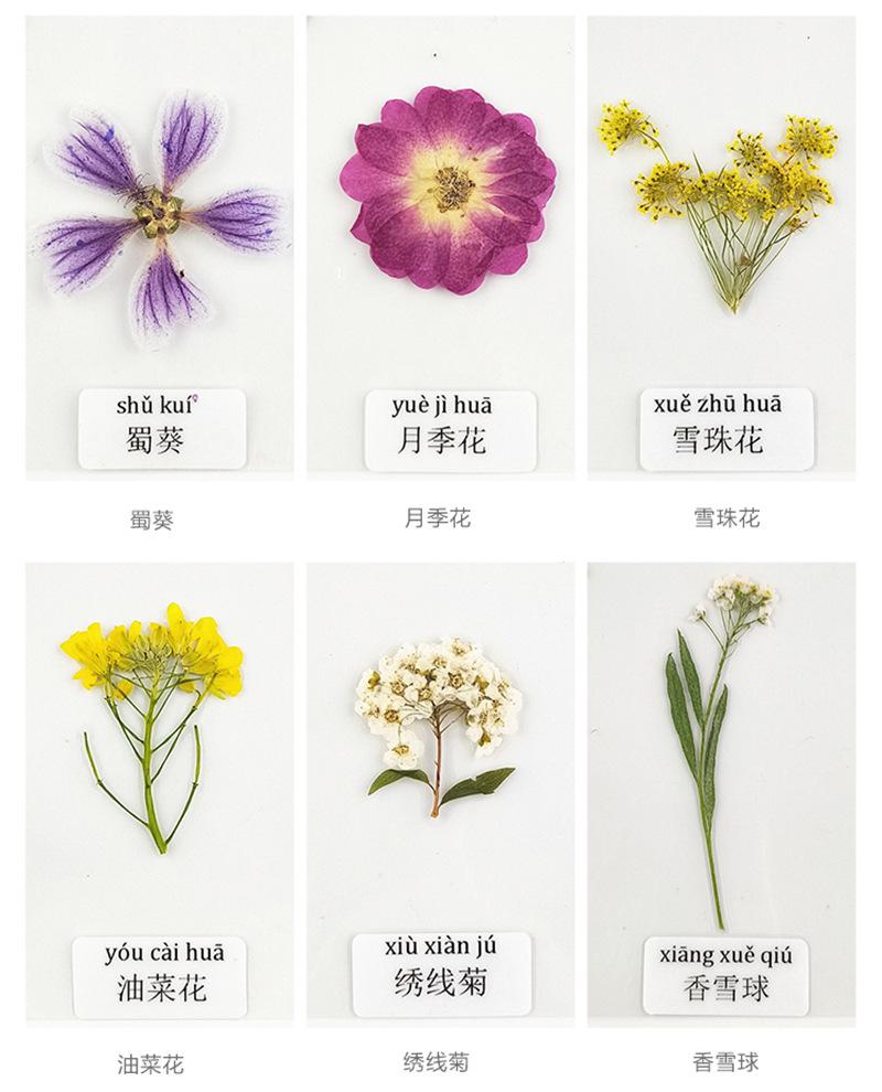 详情干花_10_副本.jpg