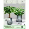 Árbol de la Fortuna Trenzado Planta Pequeña en Maceta Bonsái Escritorio Oficina Planta Verde Tolerante a la Sombra Planta Hidropónica