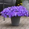 Semillas de Petunia Colgante Importadas, Plantas de Maceta de Petunia Colgante Fáciles de Cultivar, Semillas de Flores para Todas las Estaciones, Tasa de Germinación 80%
