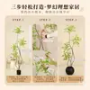 Planta Nandina Aterrizaje Planta en Maceta Interior Grande Biónica Verde Adornos Sala de Estar Lujo Ligero Flor Decorativa Árbol Falso