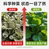 Cal Virgem em Pó para Controle de Insetos, Cultivo de Vegetais e Desinfecção; Corretivo de Solo Agrícola e Dessecante para Solo de Vegetais de Alta Pureza, Anti-Mofo e à Prova de Umidade