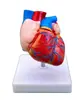 Nuevo Modelo Natural de Corazón Grande Modelo de Enseñanza del Departamento de Cardiología de Medicina Anatomía del Corazón