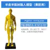 Maniquí de resina de 30 cm con estructura anatómica musculoesquelética, modelo artístico, pintura CG, escultura, enseñanza