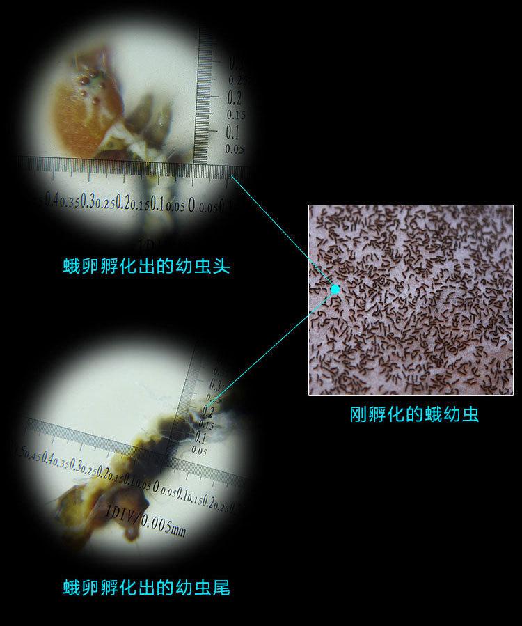 2019010331
