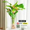 Ave del Paraíso Planta Hidropónica Sala de Estar Casa Próspera Planta Verde Interior Strelitzia Reginae Todo el Año Absorción de Formaldehído Oficina Escritorio Planta en Maceta